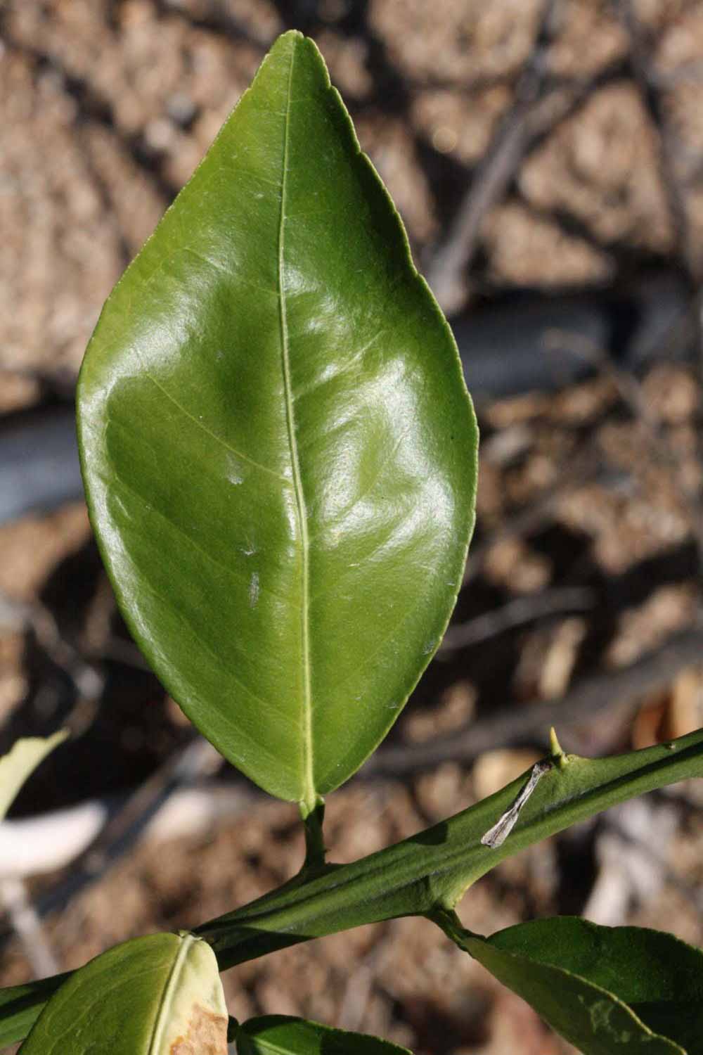              Unifoliolate leaf (Riverside, CA)       